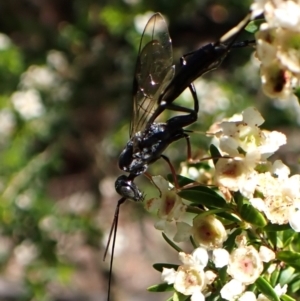 Aulacidae (family) at Cook, ACT - suppressed