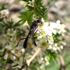 Aulacidae (family) at Cook, ACT - suppressed