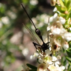 Aulacidae (family) at Cook, ACT - suppressed