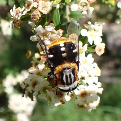 Scaptia (Scaptia) auriflua (A flower-feeding march fly) at Cook, ACT - 11 Jan 2024 by CathB