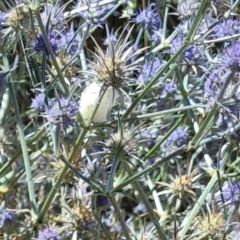 Unidentified Spider (Araneae) at Yarralumla, ACT - 1 Feb 2024 by galah681