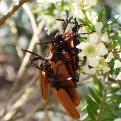 Porrostoma rhipidium (Long-nosed Lycid (Net-winged) beetle) at Cook, ACT - 1 Jan 2024 by CathB