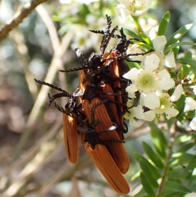 Porrostoma rhipidium (Long-nosed Lycid (Net-winged) beetle) at Cook, ACT - 1 Jan 2024 by CathB