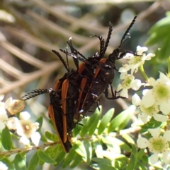 Porrostoma rhipidium at Cook, ACT - 1 Jan 2024