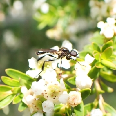 Bibionidae (family) (Bibionid fly) at Cook, ACT - 1 Jan 2024 by CathB