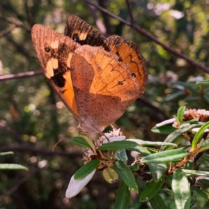 Heteronympha merope at ANBG - 1 Feb 2024 02:19 PM