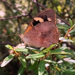 Heteronympha merope at ANBG - 1 Feb 2024