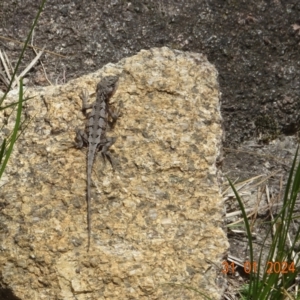 Rankinia diemensis at Namadgi National Park - 31 Jan 2024 01:32 PM