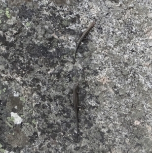 Pseudemoia spenceri at Namadgi National Park - 31 Jan 2024 11:11 AM