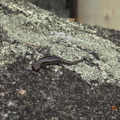 Pseudemoia spenceri (Spencer's Skink) at Tharwa, ACT - 31 Jan 2024 by GirtsO