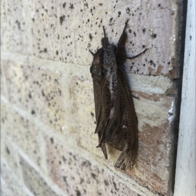 Endoxyla lituratus (A Wattle Goat Moth) at University of Canberra - 1 Feb 2024 by HelenaWalker