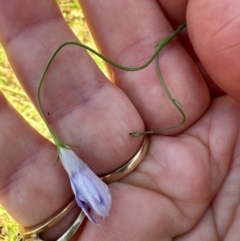 Wahlenbergia capillaris (Tufted Bluebell) at Tharwa, ACT - 1 Feb 2024 by lbradley