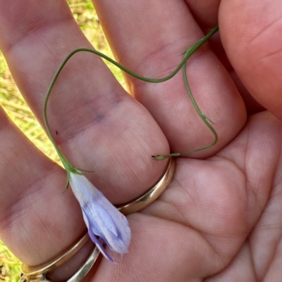 Wahlenbergia capillaris (Tufted Bluebell) at Point Hut to Tharwa - 1 Feb 2024 by lbradley