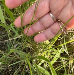 Wahlenbergia capillaris at Tharwa, ACT - 1 Feb 2024