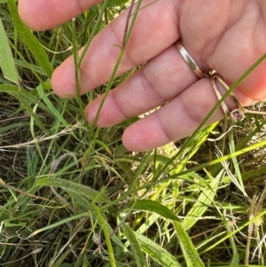 Wahlenbergia capillaris at Point Hut to Tharwa - 1 Feb 2024