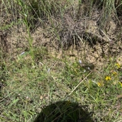 Wahlenbergia capillaris at Tharwa, ACT - 1 Feb 2024