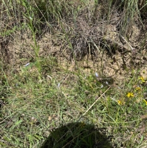 Wahlenbergia capillaris at Point Hut to Tharwa - 1 Feb 2024