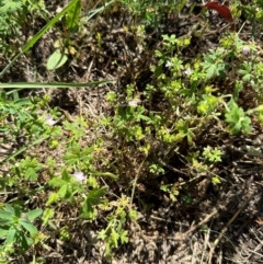 Unidentified Other Wildflower or Herb at Tharwa, ACT - 31 Jan 2024 by lbradley