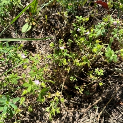 Unidentified Other Wildflower or Herb at Tharwa, ACT - 31 Jan 2024 by lbradley