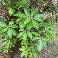 Tasmannia purpurascens (Broad-leaved Pepperbush) at Barrington Tops National Park - 18 Dec 2023 by Tapirlord