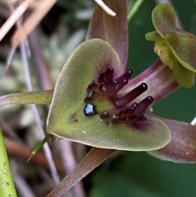 Chiloglottis bifaria (Barrington Tops Bird Orchid) at Barrington Tops National Park - 18 Dec 2023 by Tapirlord