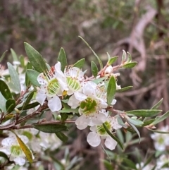 Leptospermum argenteum (Mt Royal Tea Tree) at Barrington Tops National Park - 18 Dec 2023 by Tapirlord