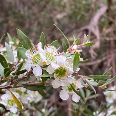 Leptospermum argenteum (Mt Royal Tea Tree) at Barrington Tops National Park - 18 Dec 2023 by Tapirlord