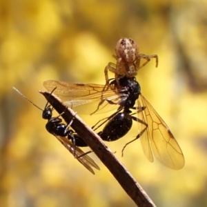 Australomisidia sp. (genus) at Mount Painter - 14 Sep 2023