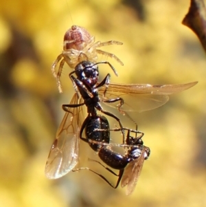 Australomisidia sp. (genus) at Mount Painter - 14 Sep 2023