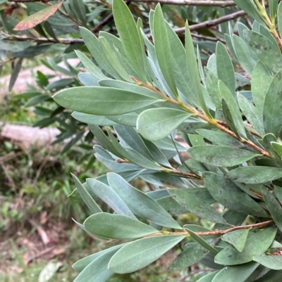 Callistemon pallidus (Lemon Bottlebrush) at Barrington Tops National Park - 18 Dec 2023 by Tapirlord