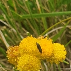 Dasytinae (subfamily) (Soft-winged flower beetle) at Jerrabomberra Grassland - 31 Jan 2024 by ChrisBenwah