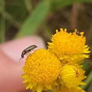 Dasytinae (subfamily) at Jerrabomberra East Offset (JE_4) - 31 Jan 2024