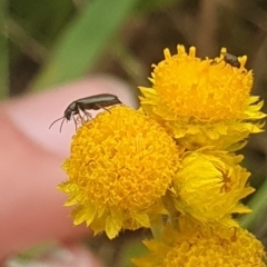 Dasytinae (subfamily) at Jerrabomberra East Offset (JE_4) - 31 Jan 2024