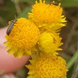 Dasytinae (subfamily) at Jerrabomberra East Offset (JE_4) - 31 Jan 2024