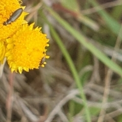 Dasytinae (subfamily) at Jerrabomberra East Offset (JE_4) - 31 Jan 2024