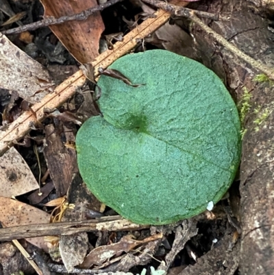 Corybas longitubus at Moonan Brook, NSW - 18 Dec 2023 by Tapirlord