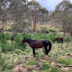 Equus caballus (Brumby, Wild Horse) at Barrington Tops National Park - 18 Dec 2023 by Tapirlord