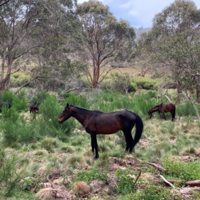 Equus caballus (Horse, Feral Horse) at Barrington Tops National Park - 18 Dec 2023 by Tapirlord