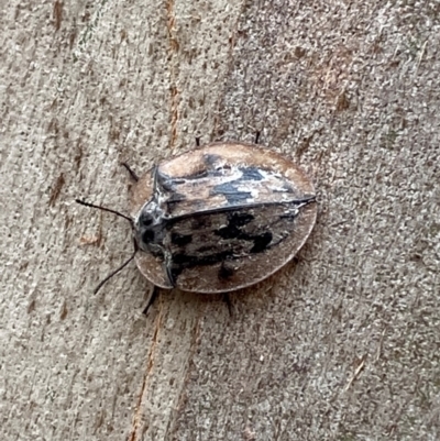 Unidentified Beetle (Coleoptera) at Moonan Brook, NSW - 18 Dec 2023 by Tapirlord