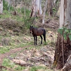 Equus caballus (Horse, Feral Horse) at Barrington Tops National Park - 18 Dec 2023 by Tapirlord