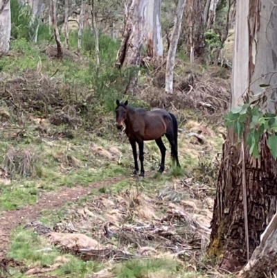 Equus caballus (Brumby, Wild Horse) at Barrington Tops National Park - 18 Dec 2023 by Tapirlord