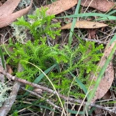 Lycopodium fastigiatum (Alpine Club Moss) at Barrington Tops National Park - 18 Dec 2023 by Tapirlord