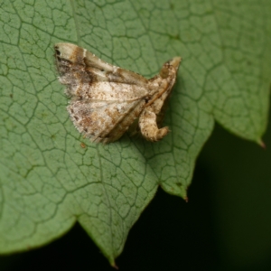 Scenedra decoratalis at Downer, ACT - 1 Feb 2024 05:12 PM