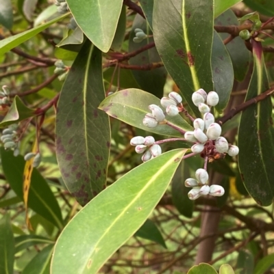 Tasmannia purpurascens (Broad-leaved Pepperbush) at Barrington Tops National Park - 18 Dec 2023 by Tapirlord