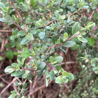 Leptospermum argenteum (Mt Royal Tea Tree) at Barrington Tops National Park - 18 Dec 2023 by Tapirlord