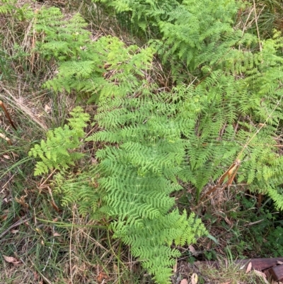 Histiopteris incisa (Bat's-Wing Fern) at Barrington Tops National Park - 18 Dec 2023 by Tapirlord