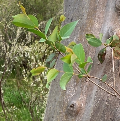 Eucalyptus stellulata (Black Sally) at Barrington Tops National Park - 18 Dec 2023 by Tapirlord