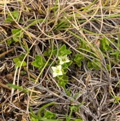 Mitrasacme serpyllifolia (Thyme Mitrewort) at Barrington Tops National Park - 18 Dec 2023 by Tapirlord