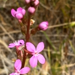 Stylidium graminifolium (Grass Triggerplant) at Barrington Tops National Park - 18 Dec 2023 by Tapirlord