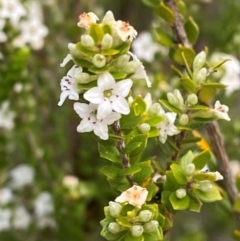 Epacris rhomibifolia (Mountain Coral Heath) at Barrington Tops National Park - 18 Dec 2023 by Tapirlord